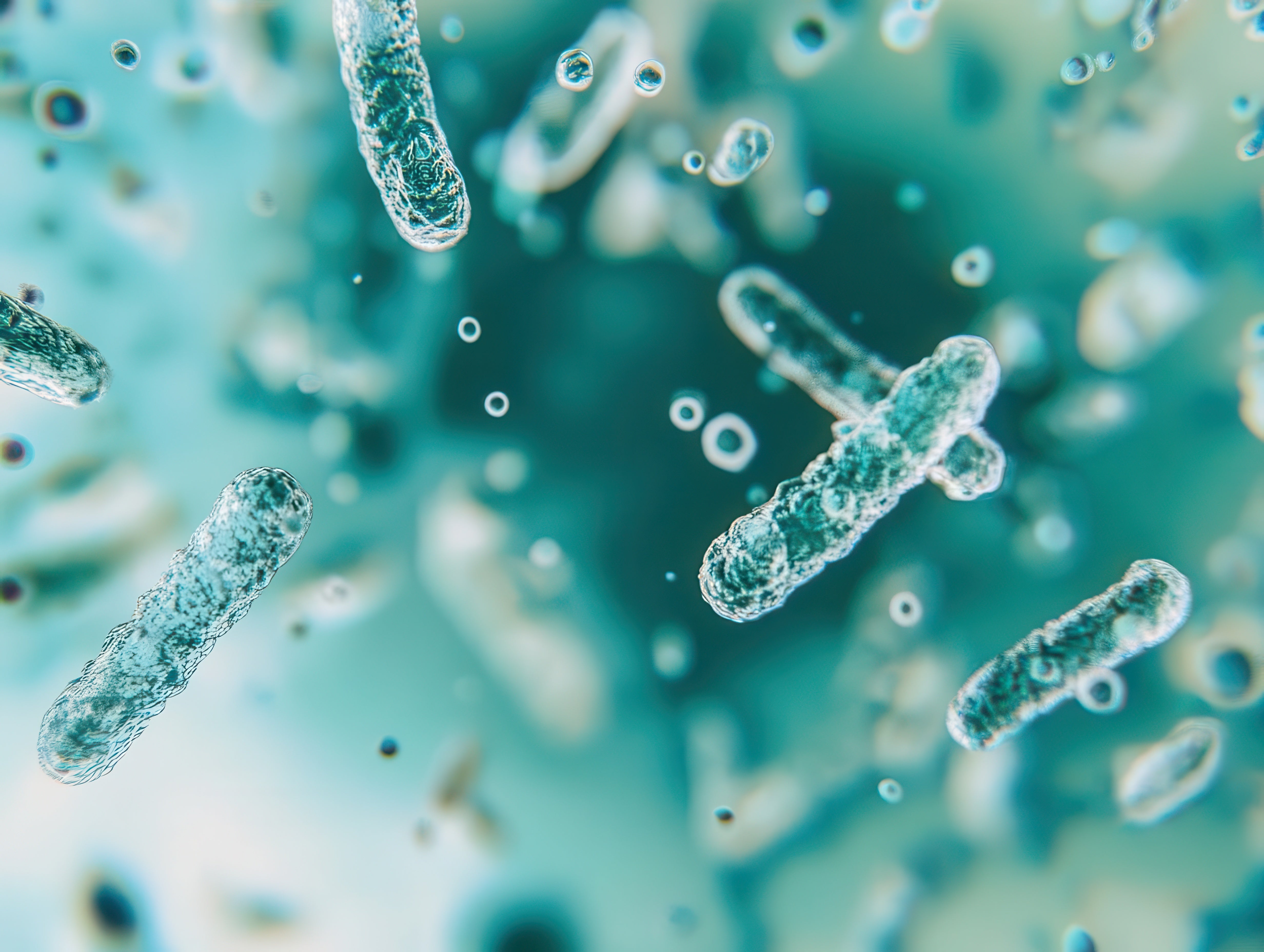 bacteriën in het maag-darmstelsel die een positief effect op de gezondheid en spijsvertering hebben